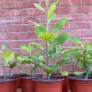 COPY - - Synadenium Lechero Africano Planta De La Vida African Milk Bush
